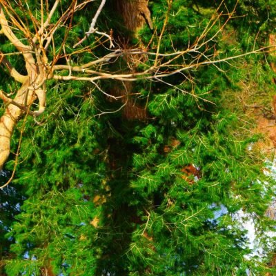 Murree & Galiyat